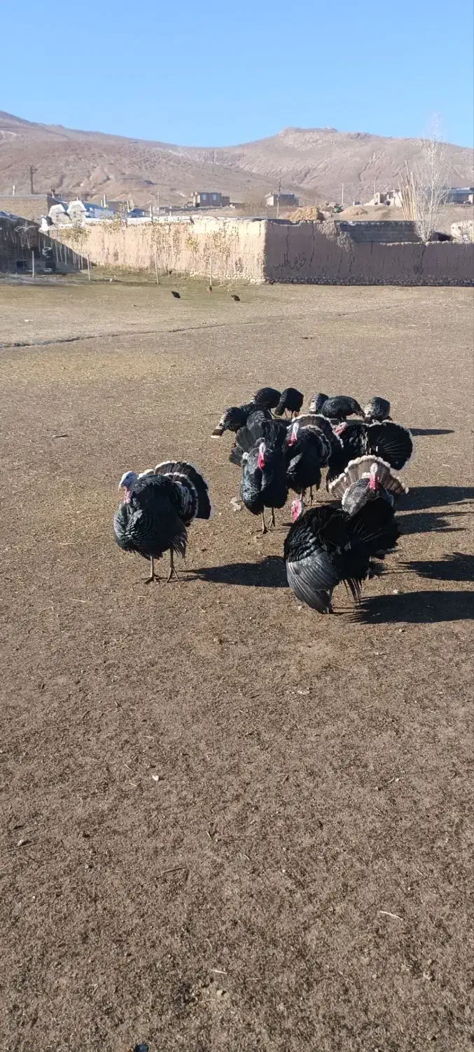 بوقلمون|حیوانات مزرعه|چالدران, |دیوار