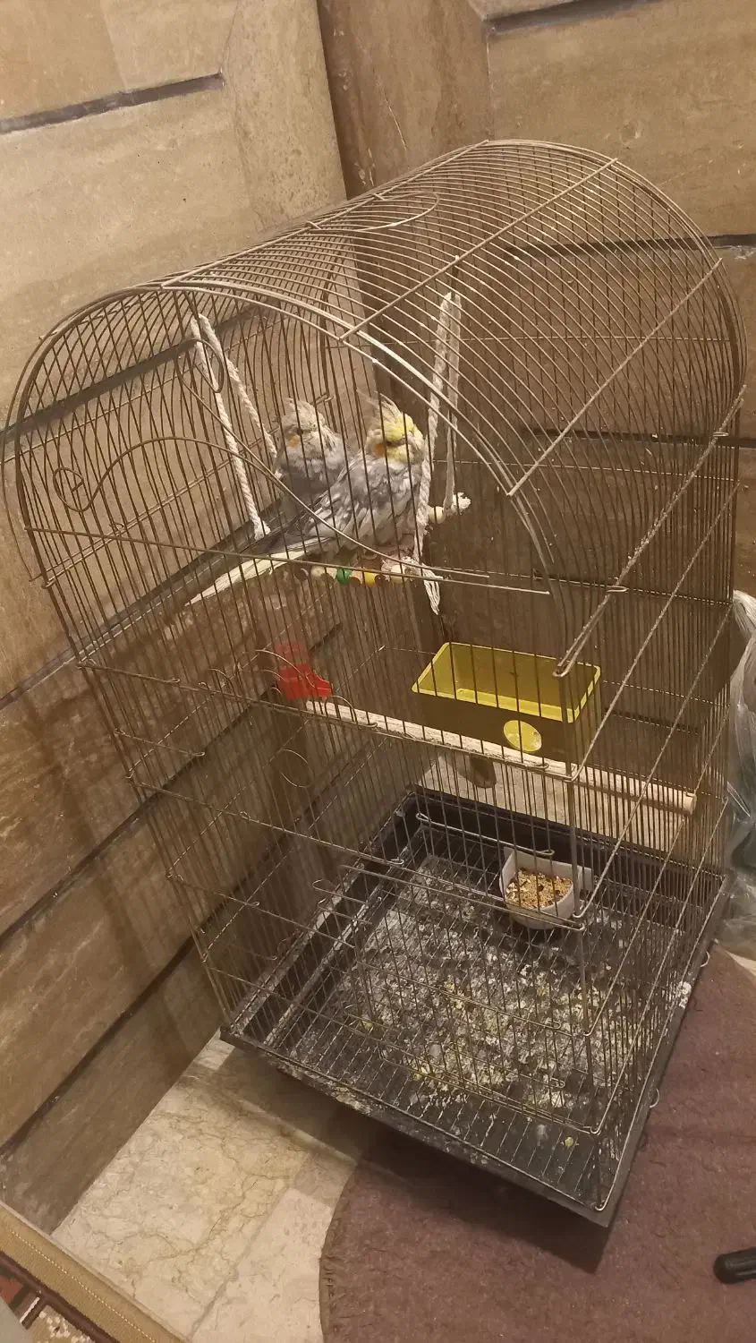 عروس هلندی|پرنده|ملارد, |دیوار