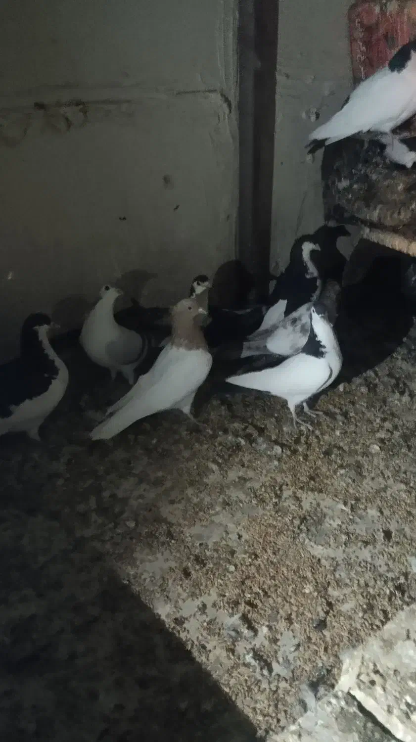 جفت کفتر ساده وچپ شماره تماس|پرنده|جلگه ماژان, |دیوار