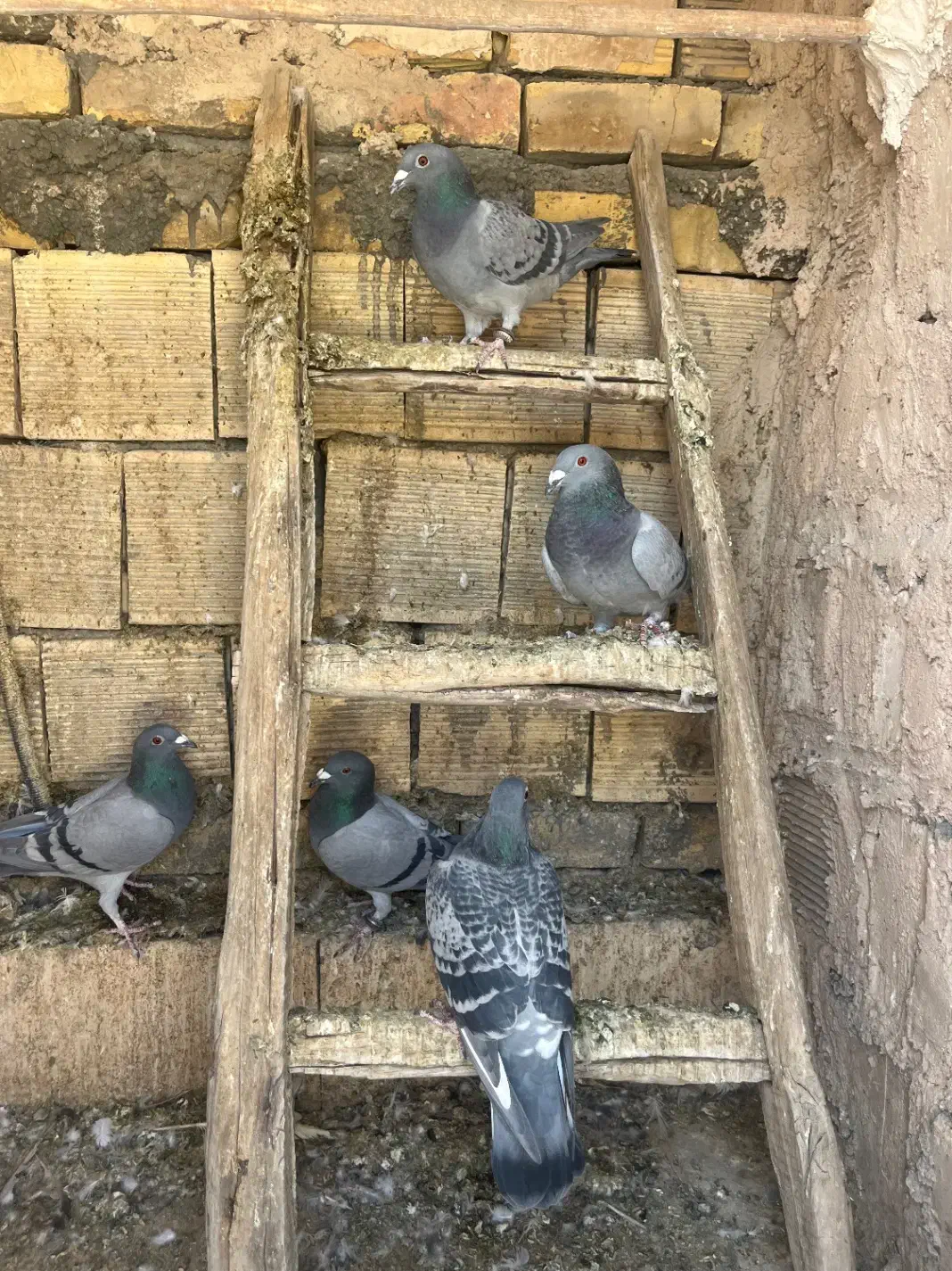 پلاکی کاردرست به شرط|پرنده|اصفهان, عطار نیشابوری|دیوار