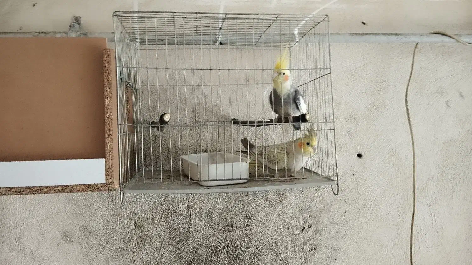 عروس هلندی|پرنده|آزادشهر, |دیوار