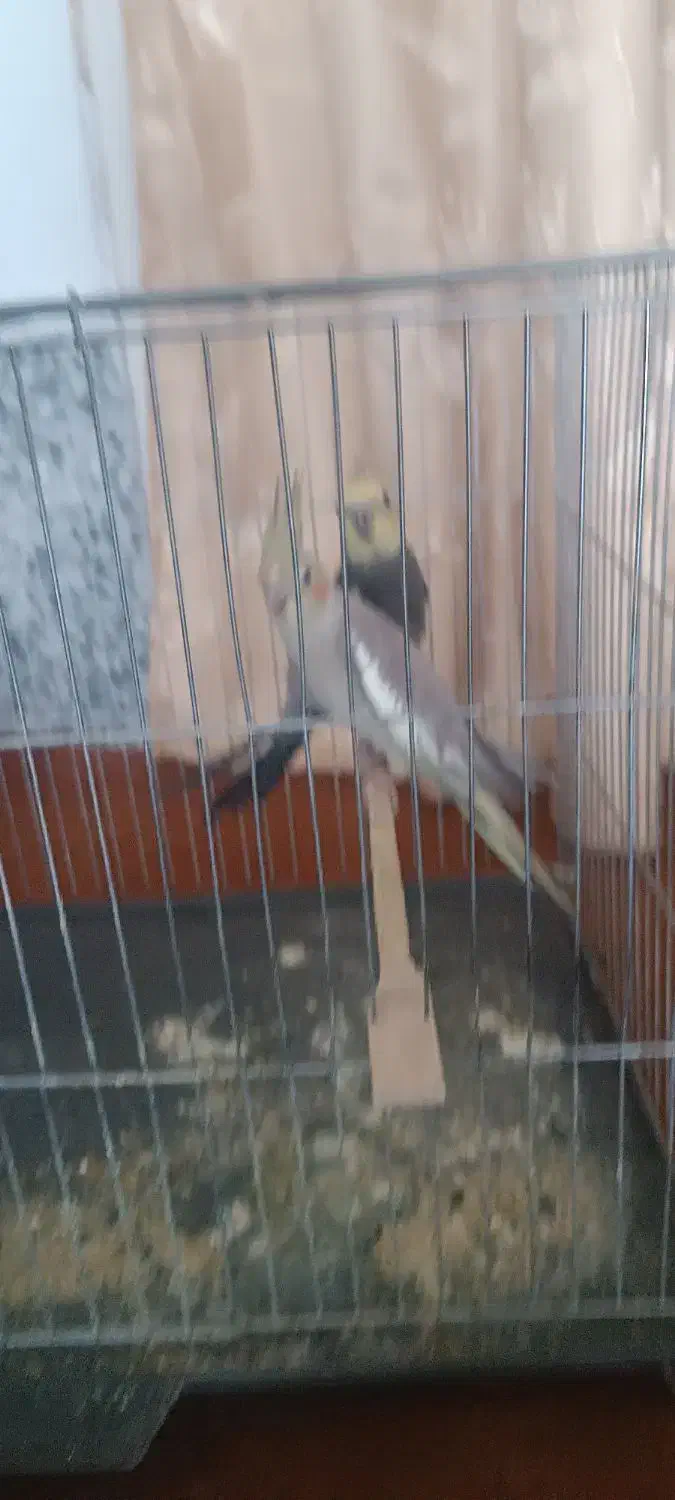 پرنده|پرنده|سبزوار, گلشن|دیوار