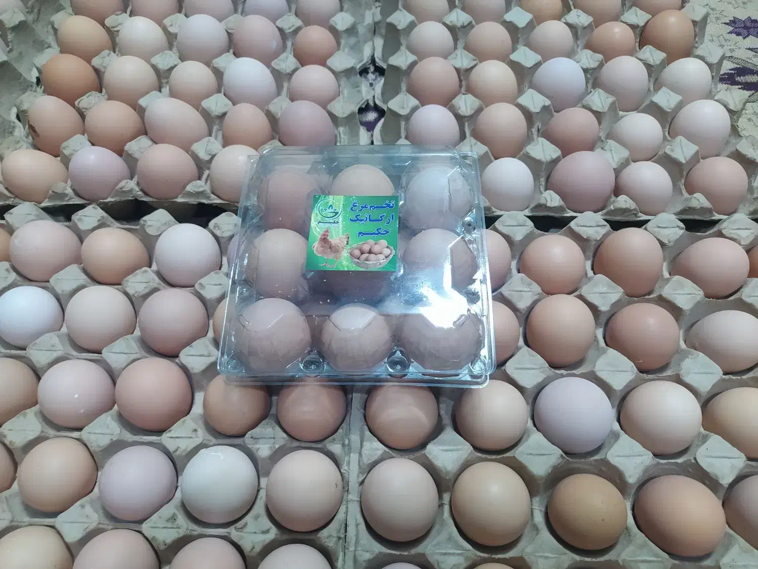 تخم مرغ محلی ارگانیک|خوردنی و آشامیدنی|مشهد, مصلی (کارمندان اول)|دیوار