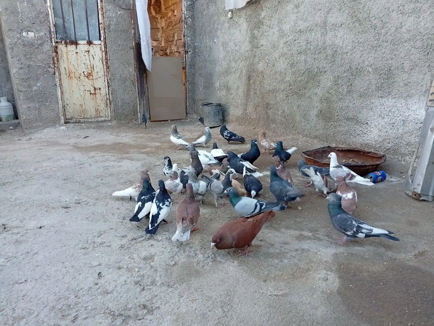 کبوتر|پرنده|شیراز, کوشک میدان|دیوار