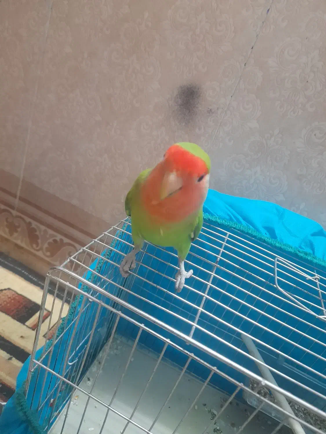 طوطی کوتوله|پرنده|بم, |دیوار