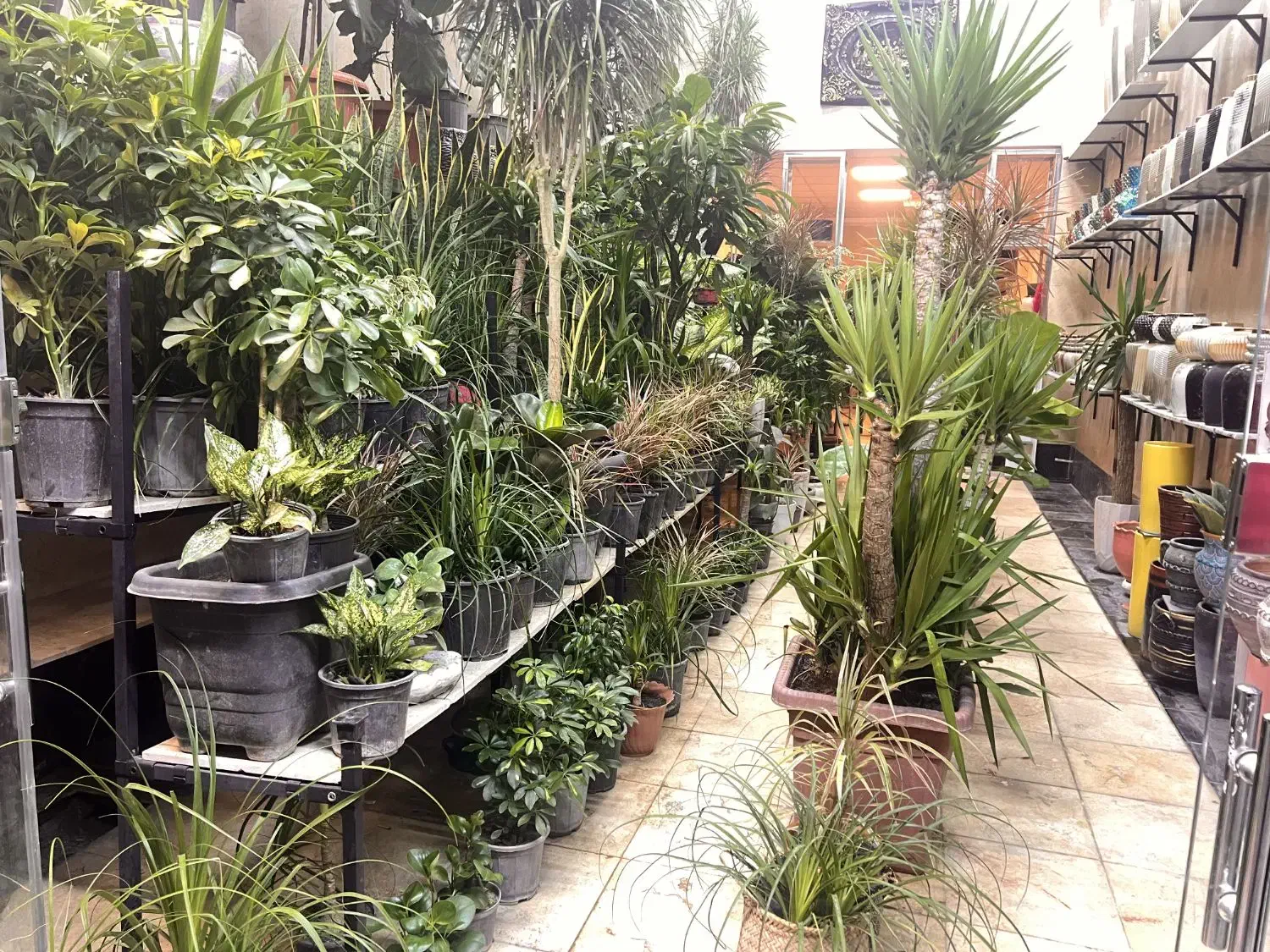 گل و گیاه اریکا|گل و گیاه طبیعی|ری, فیروزآبادی|دیوار