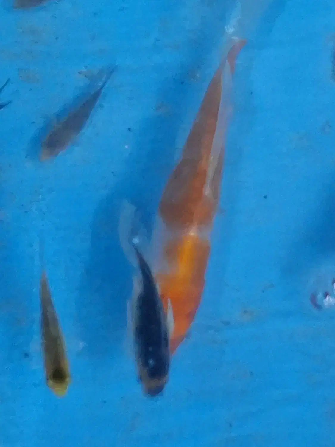 ماهیکوی۳۵|ماهی|مشهد, چهارچشمه|دیوار