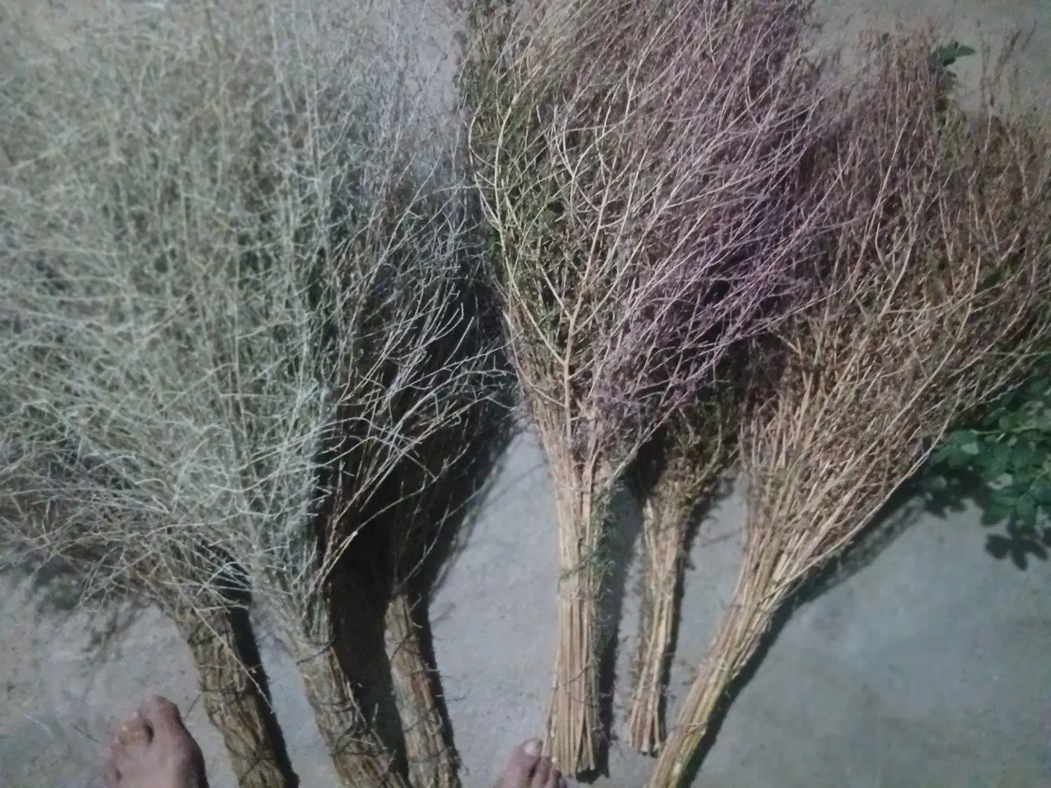 فروش جارودستی صدرصد یکجا|لوازم نظافت|ماکو, |دیوار