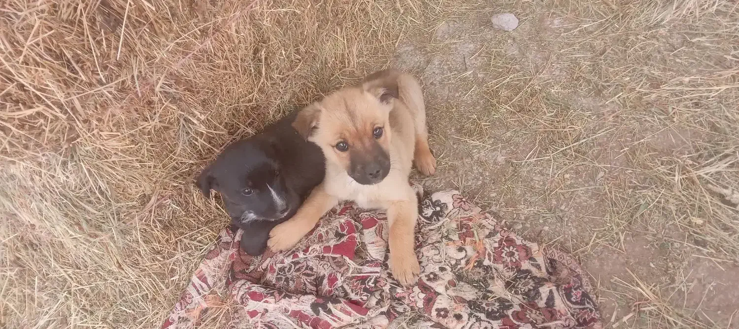 پاکوتا اصیل|سگ|هشترود, |دیوار