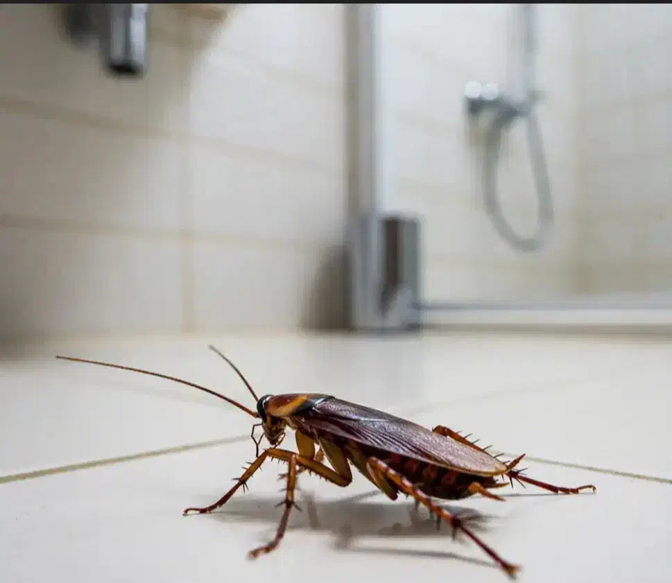 سم پاشی سوسک وساس|خدمات نظافت|حمیدیا, |دیوار