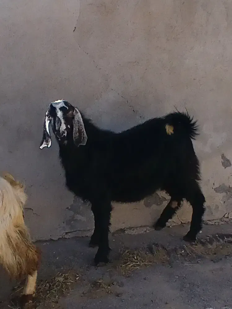 بز نر|حیوانات مزرعه|ایجرود, |دیوار