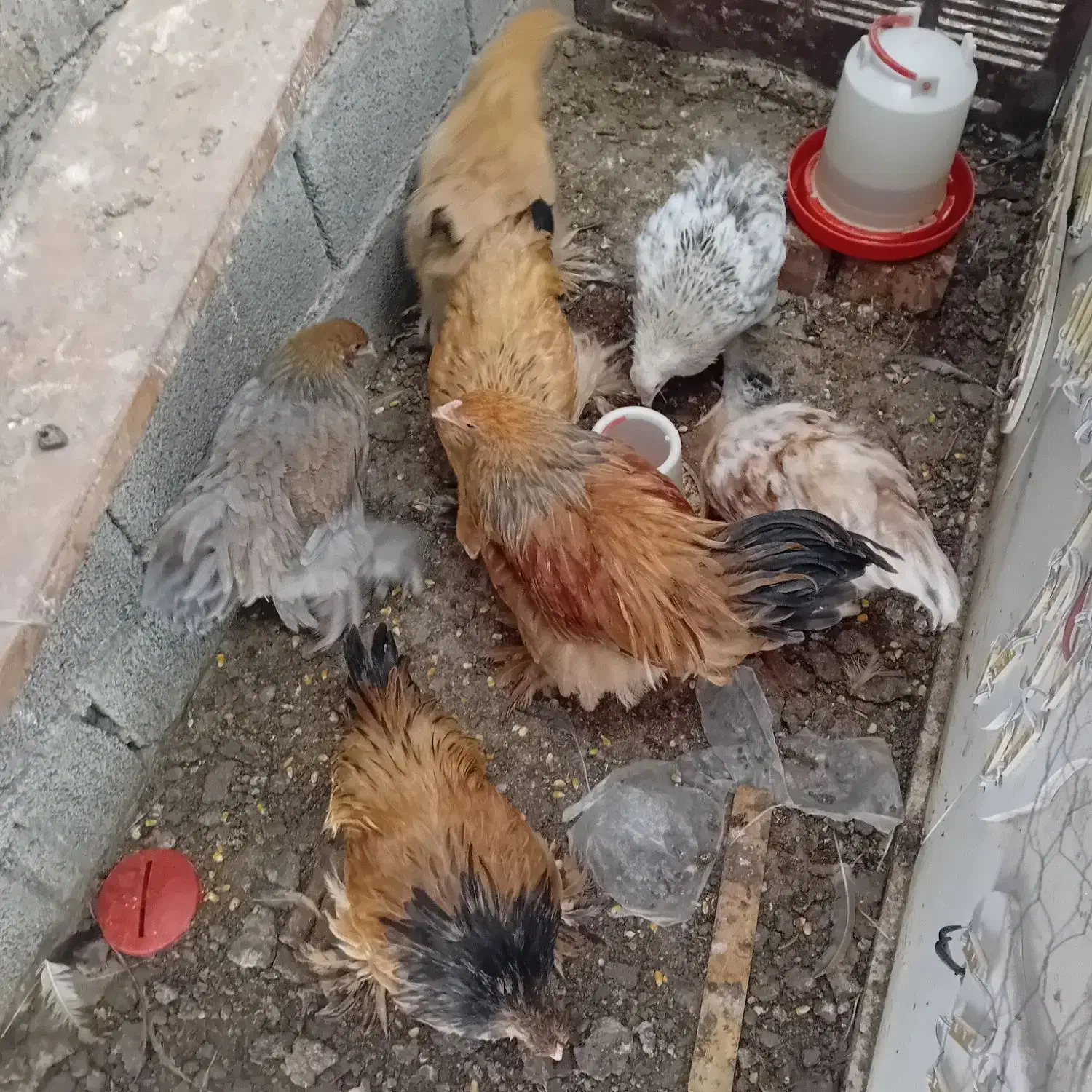 مرغ و خروس برهما|حیوانات مزرعه|جیرفت, |دیوار