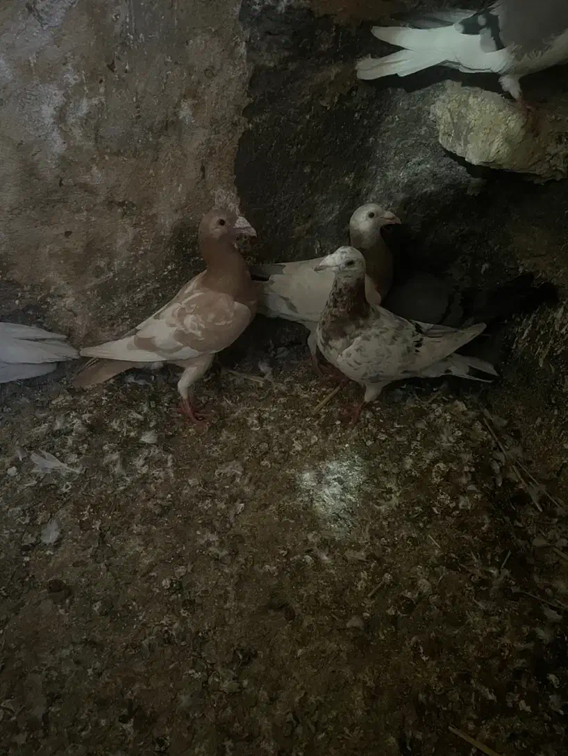 کبوتر|پرنده|محمدیه-قزوین, |دیوار