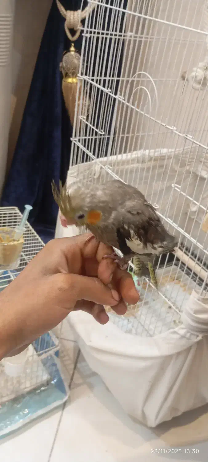 جوجه عروس هلندی|پرنده|مشهد, عامل|دیوار