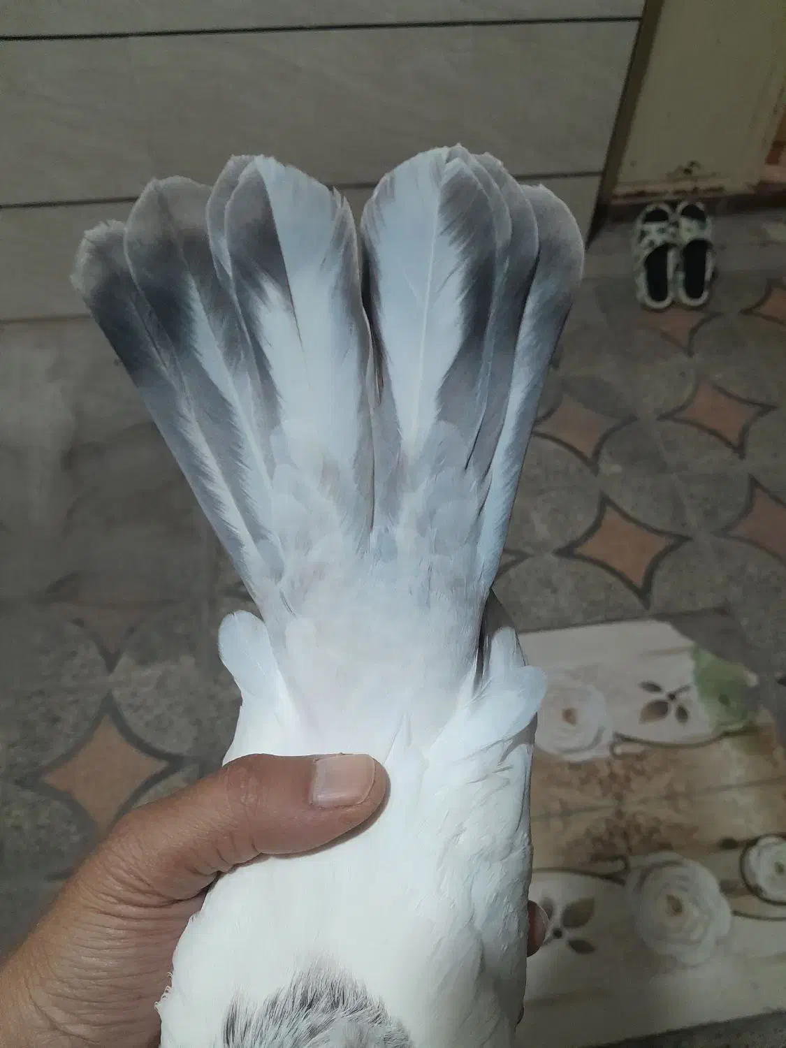 کبوتر دم کوهی نردر رامهرمز|پرنده|اهواز, ۲۴ متری|دیوار