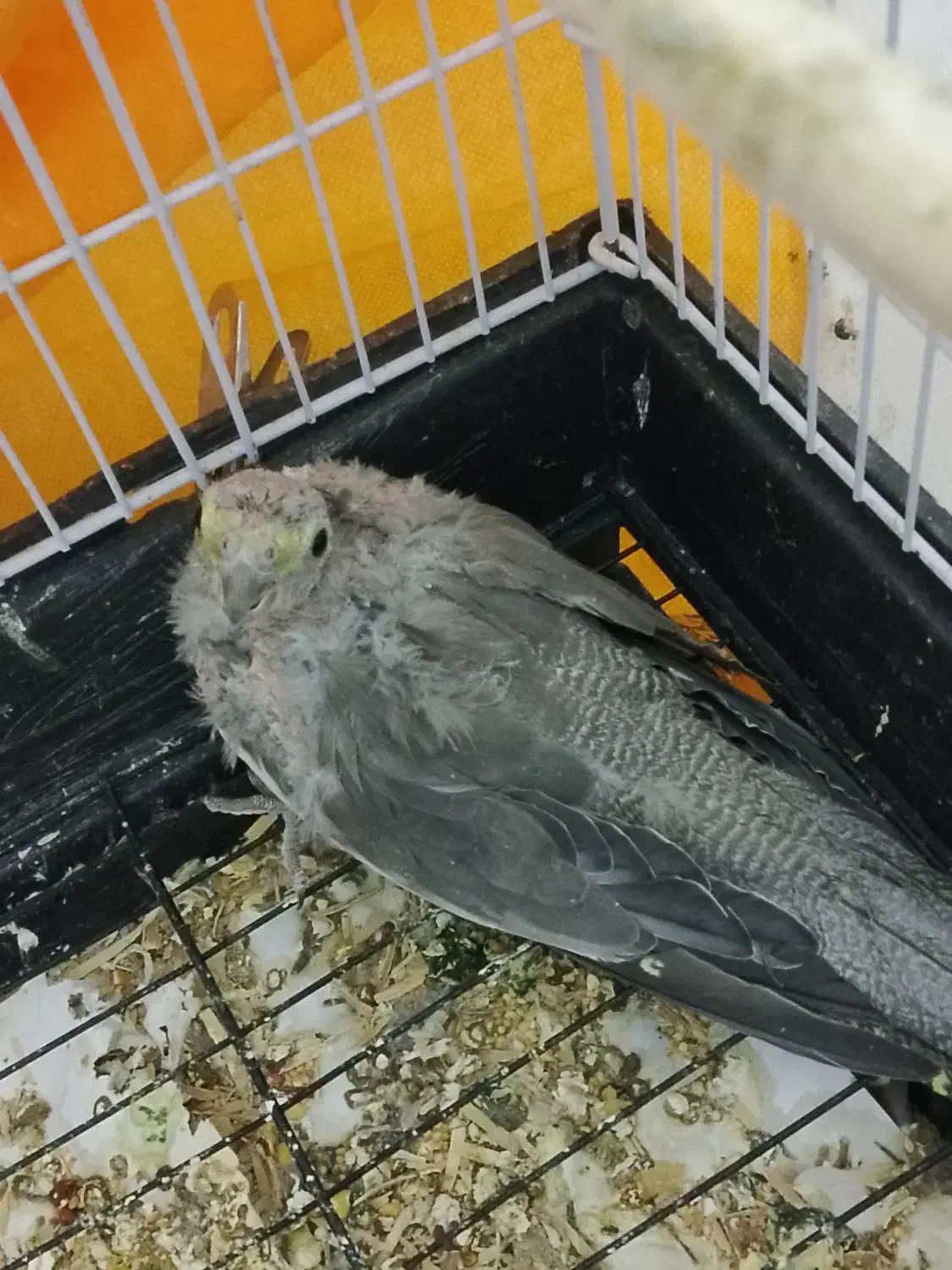 جوجه عروس هلندی|پرنده|سربیشه, |دیوار