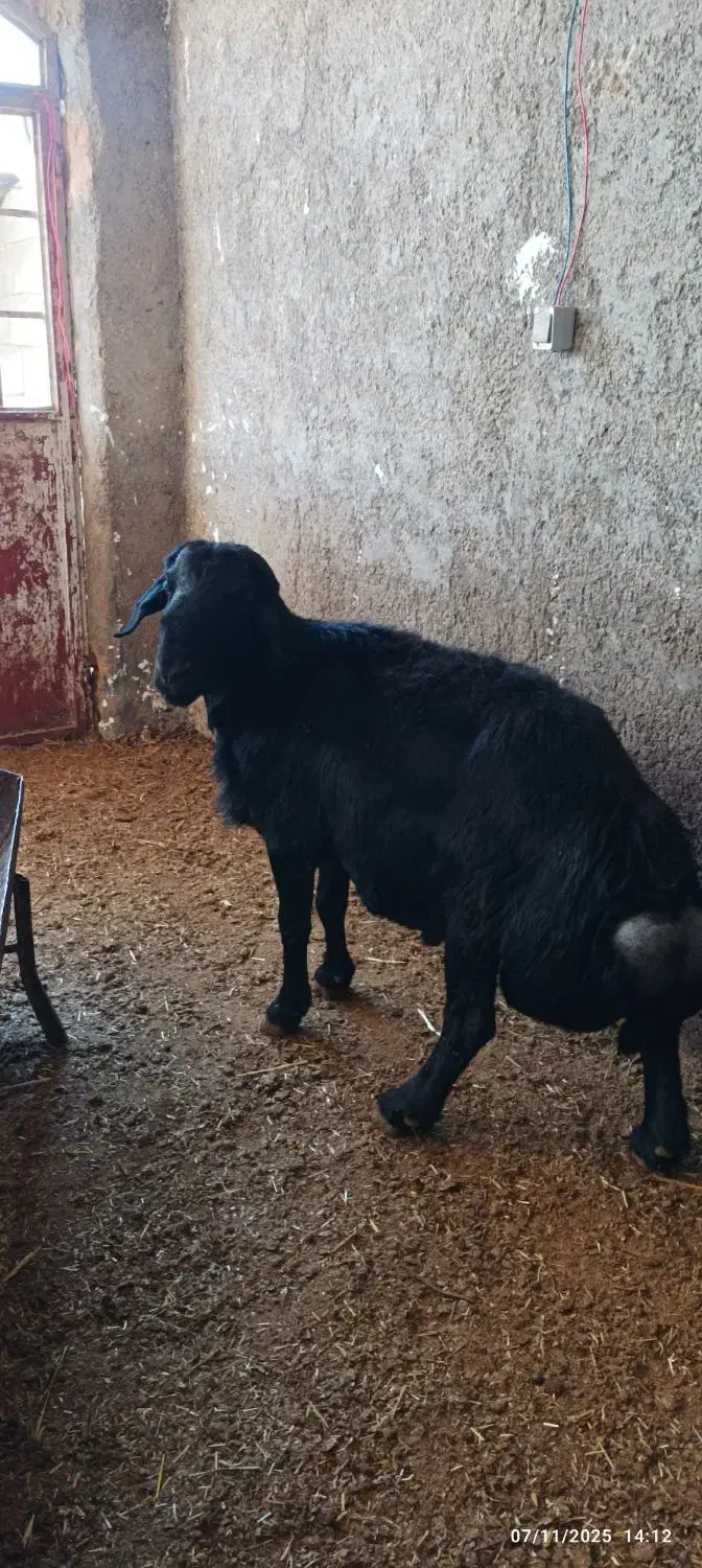 قوچ قزل افشار و قره چال بز سانن|حیوانات مزرعه|کمیجان, |دیوار