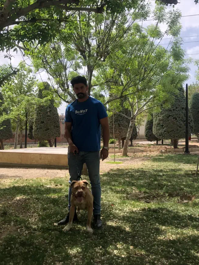 پیتبول ماده|سگ|کرج, باغستان|دیوار