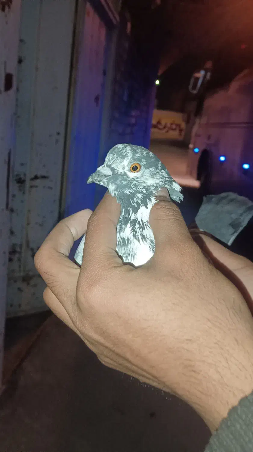 کبوتر|پرنده|برخوار, |دیوار