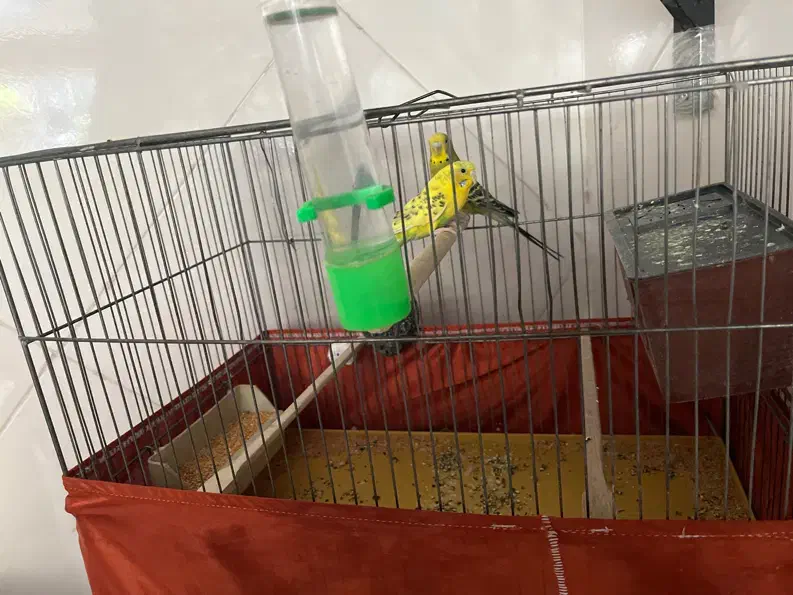 پرنده|پرنده|قدس, شهر‌قدس|دیوار