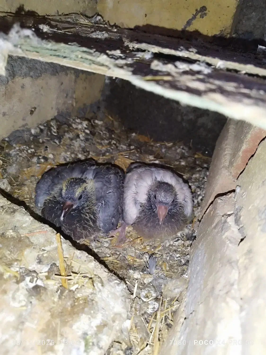 کبوتر نامه بر و تهرانی|پرنده|جوانرود, |دیوار