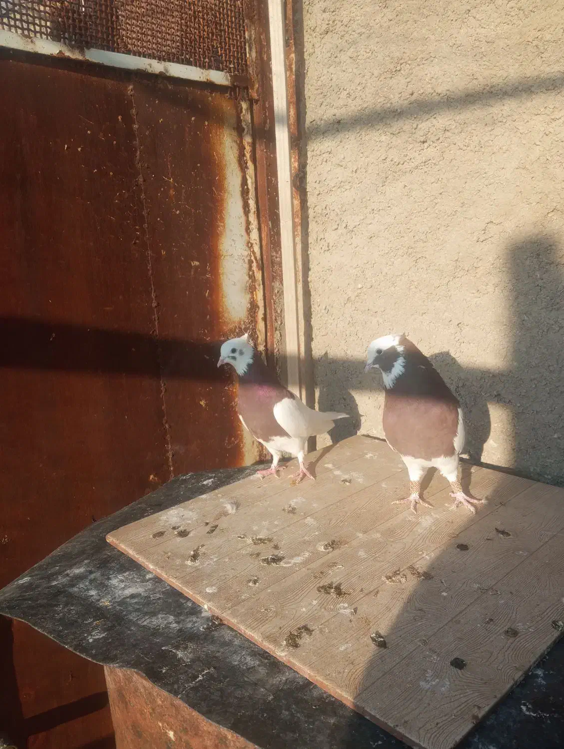 طوقی|پرنده|مرودشت, ژیان|دیوار