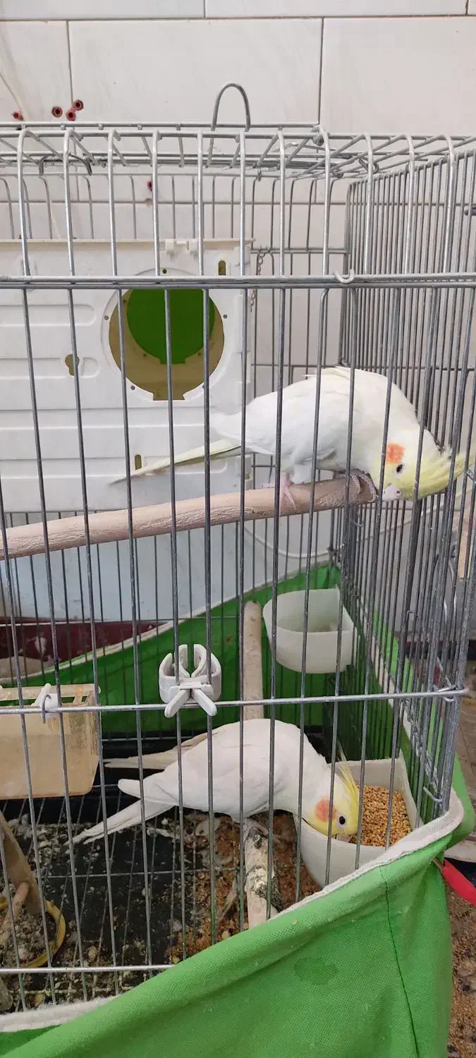 عروس هلندی لوتینو|پرنده|سقز, |دیوار