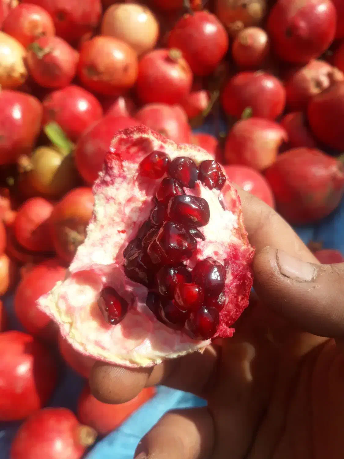 نهال انار رباب|خدمات باغبانی و درختکاری|ری, بی‌بی شهر بانو|دیوار