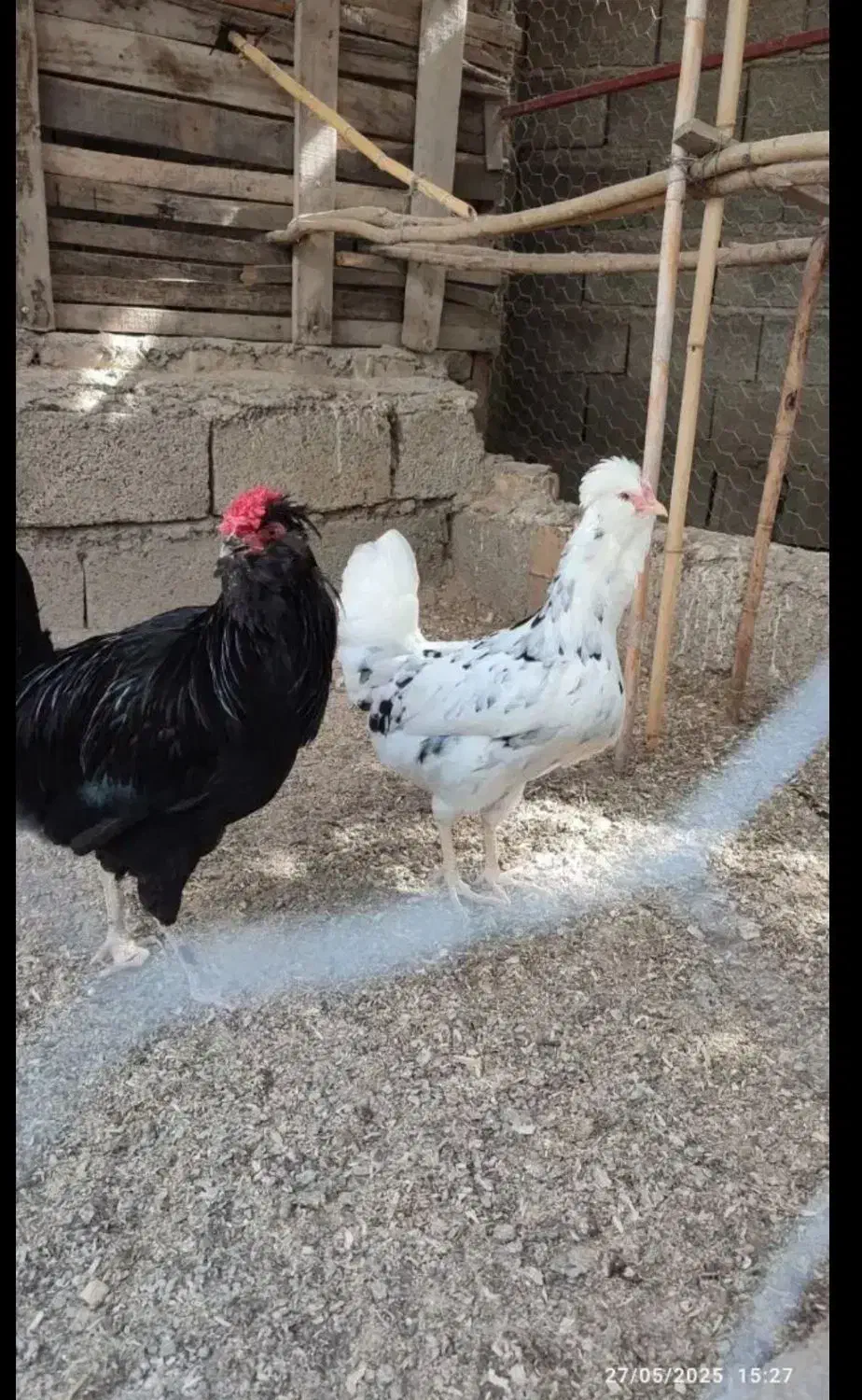 تخم مرغ گلین|حیوانات مزرعه|رامیان, |دیوار