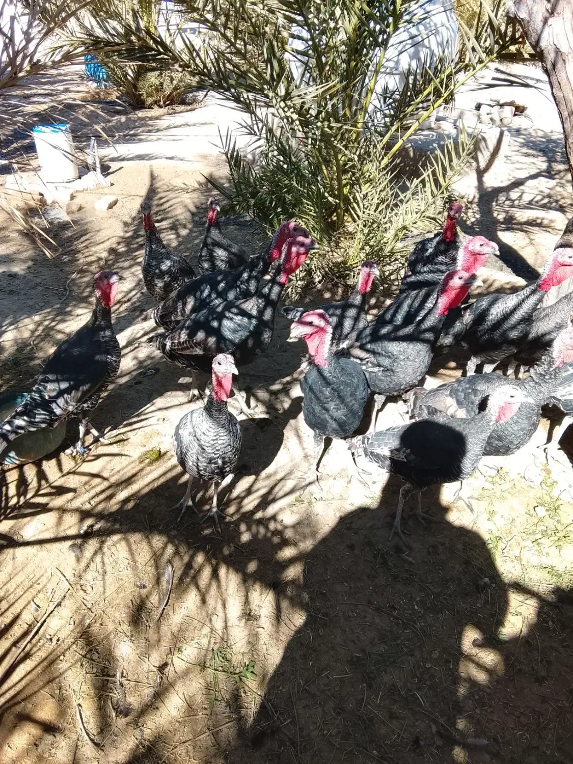 بوقلمون نروماده|پرنده|خاش, |دیوار