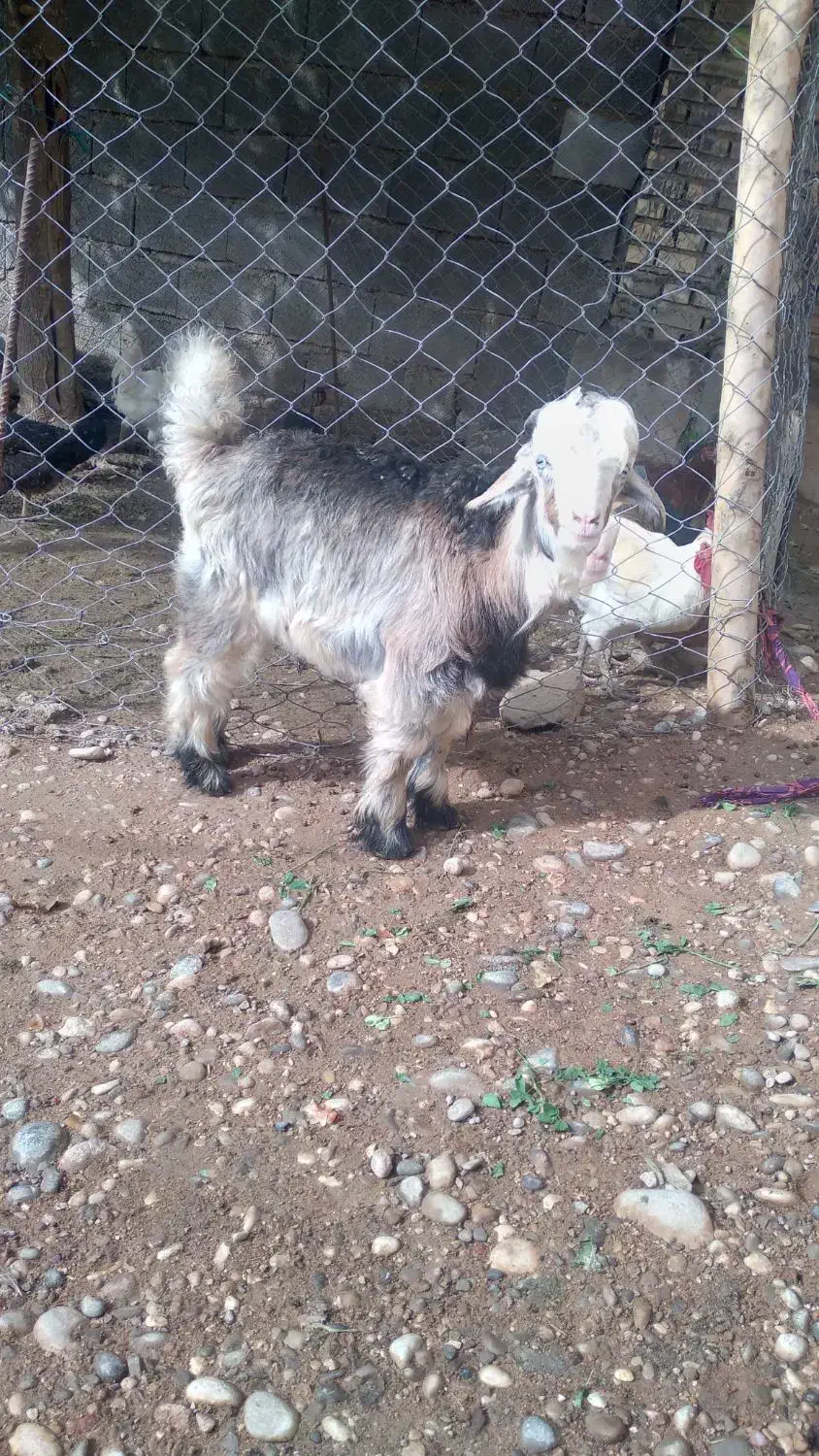 یک عدد بیگ نر سالم|حیوانات مزرعه|شوشتر, |دیوار