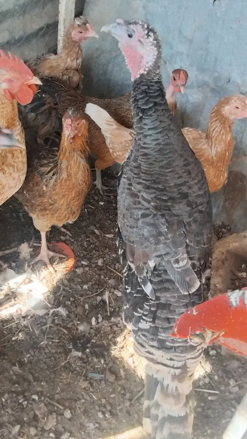 ۲ عدد بوقلمون|حیوانات مزرعه|جزنیک, |دیوار