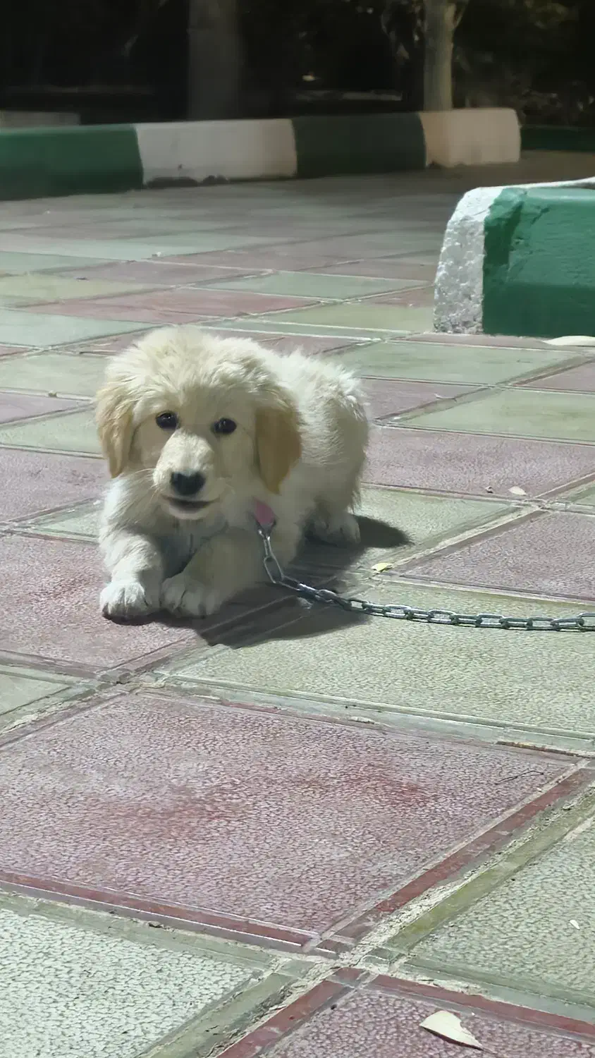 سگ گلدن روتریور|سگ|بیرجند, |دیوار