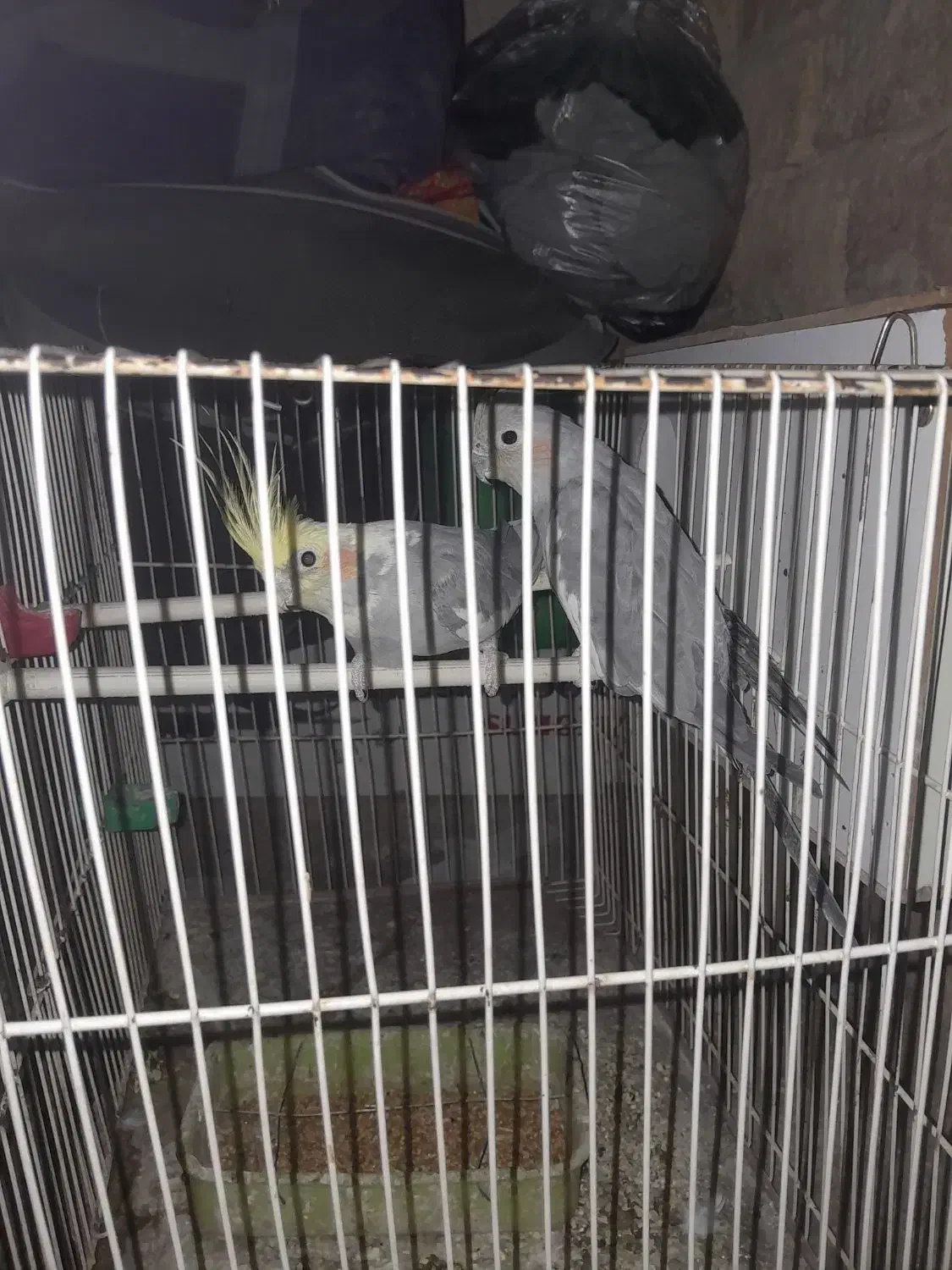 عروس هلندی|پرنده|زیرکوه, |دیوار