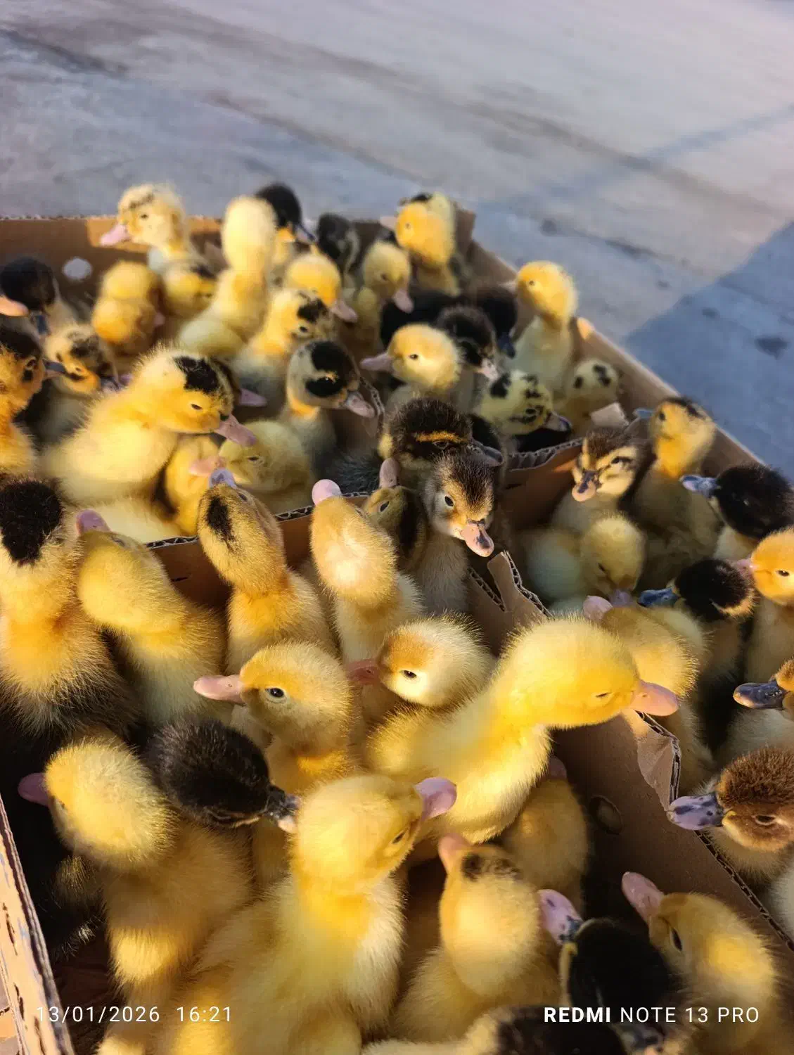 بوقلمون یکروزه|حیوانات مزرعه|کرمانشاه, |دیوار