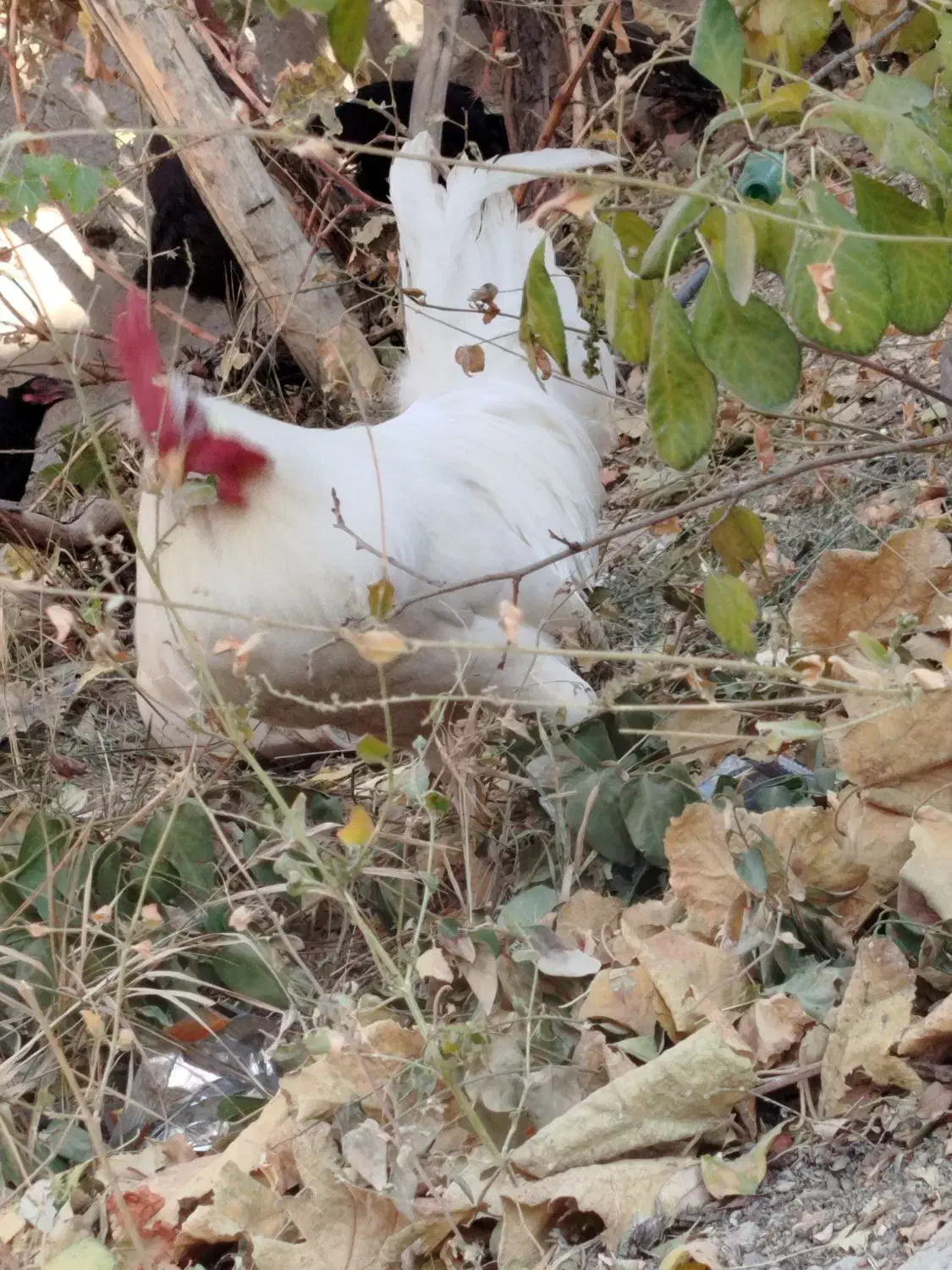 خروس|حیوانات مزرعه|گلپایگان, |دیوار