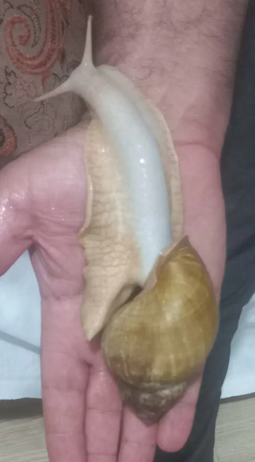 حلزون آرایشی|آرایشی، بهداشتی، درمانی|سنقر, |دیوار