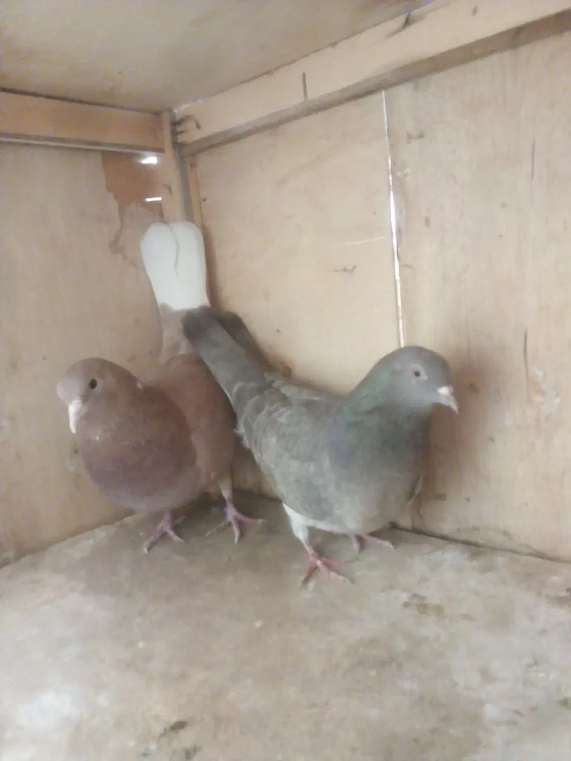 کفترپرشی|پرنده|تهران, یاخجی آباد|دیوار