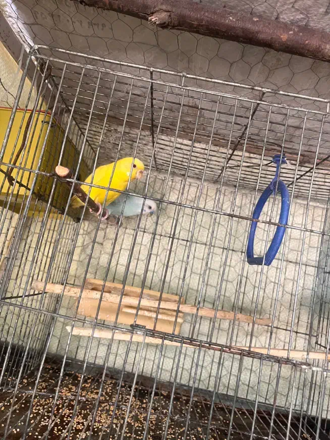 مرغ عشق|پرنده|عنبرآباد, |دیوار