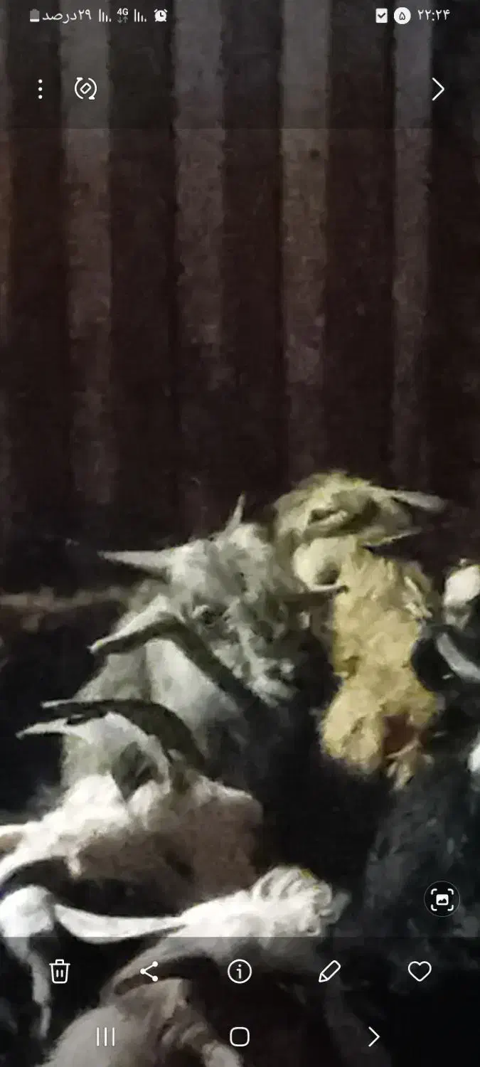 چپش نر|حیوانات مزرعه|دورود, |دیوار