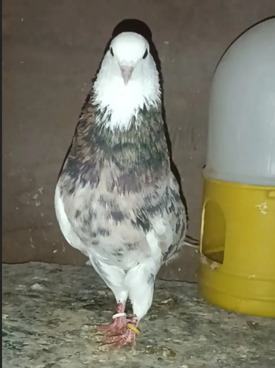 کبوترنر|پرنده|بانه, |دیوار