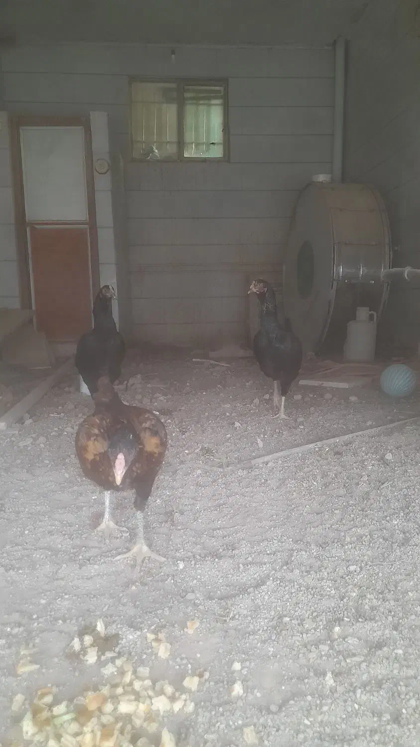 مرغ لاری|حیوانات مزرعه|قزوین, |دیوار