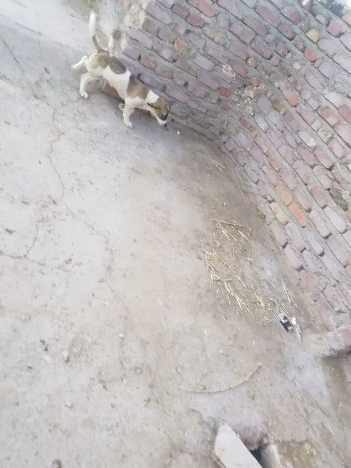 سگ پاکوتاه بازی گوش|سگ|زاهدان, |دیوار