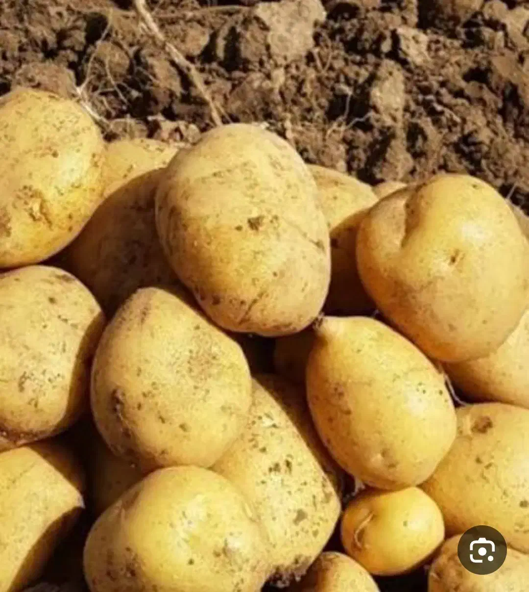 سیب زمینی۱۰۰|خوردنی و آشامیدنی|دیواندره, |دیوار