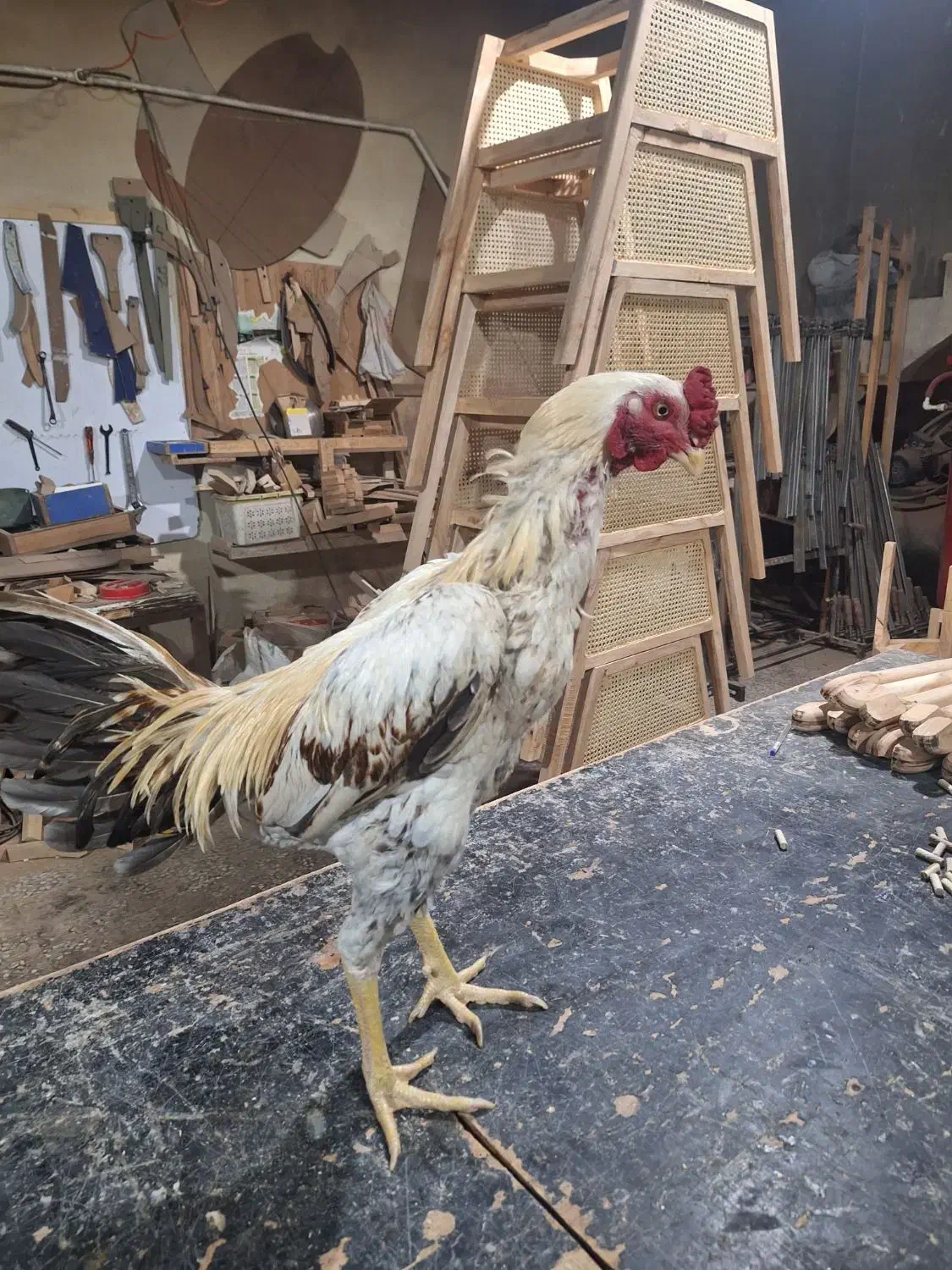 خروس لاری|حیوانات مزرعه|جاجرود, |دیوار