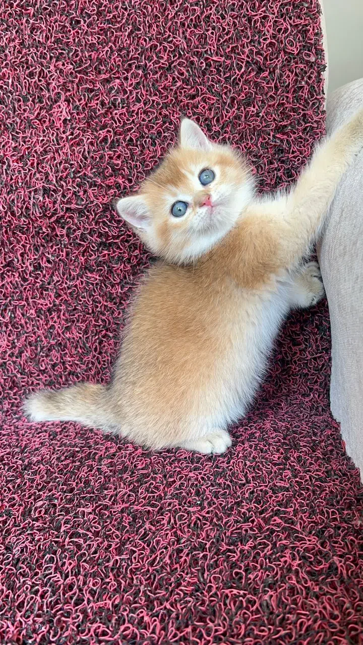 بچه گربه دارای بازدید حضوری در شیراز|گربه|شیراز, تندگویان|دیوار