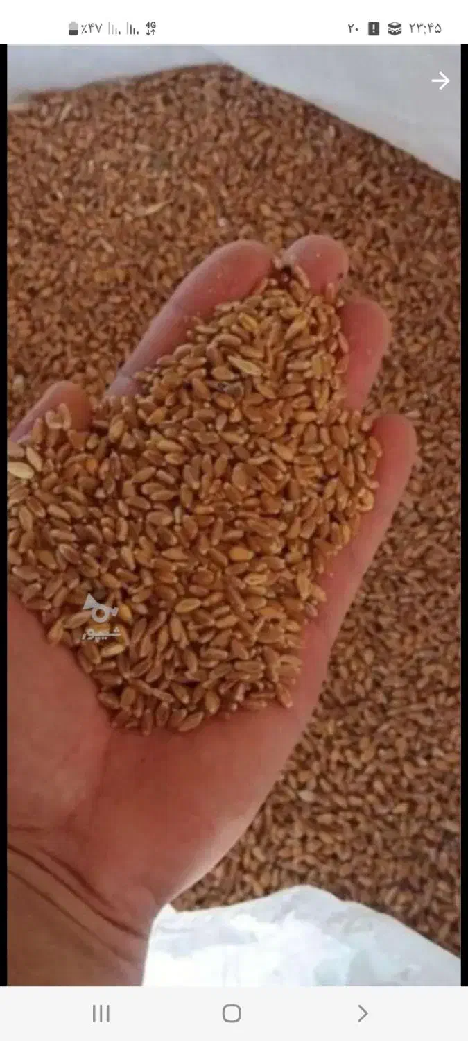 فروش گندم قرمز بذری تمیز|عمدهفروشی|نکا, |دیوار