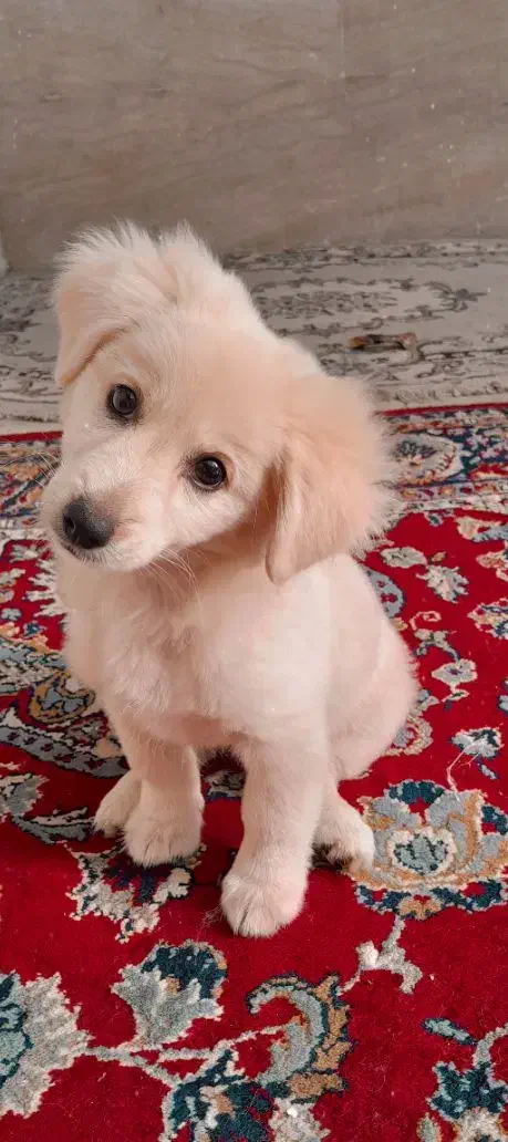 سگ اشپیز|سگ|آستانه اشرفیه, |دیوار