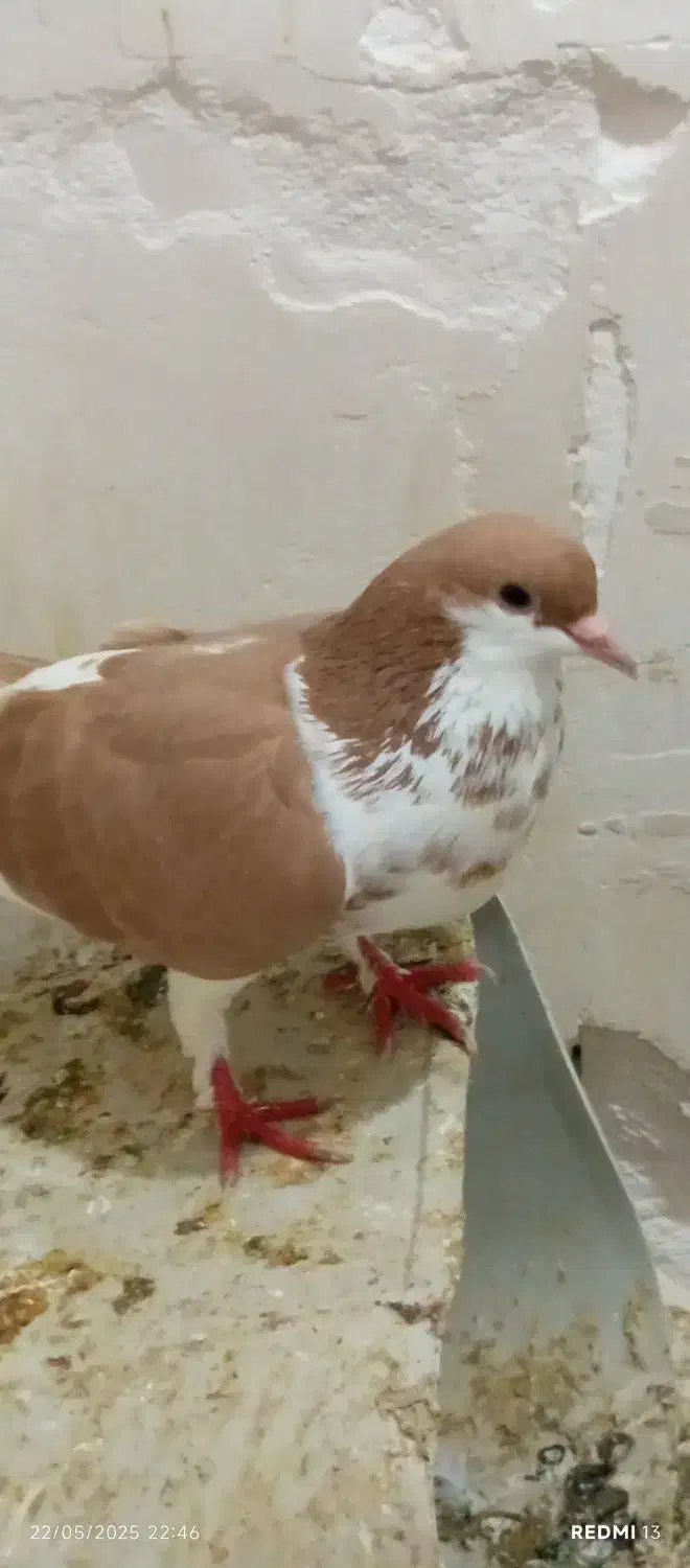 کبوتر|پرنده|شیراز, کوزه گری|دیوار