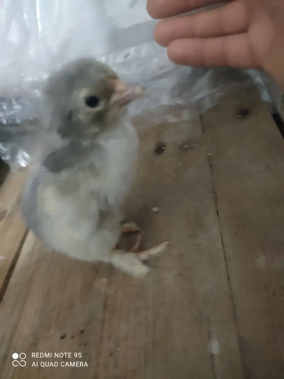 جوجه امپراطور|حیوانات مزرعه|فریدونکنار, |دیوار